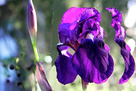 The Striking Height and Influence of Iris Freedom