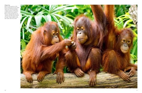 The Strong Bonds: Exploring the Social Structure of Orangutan Communities