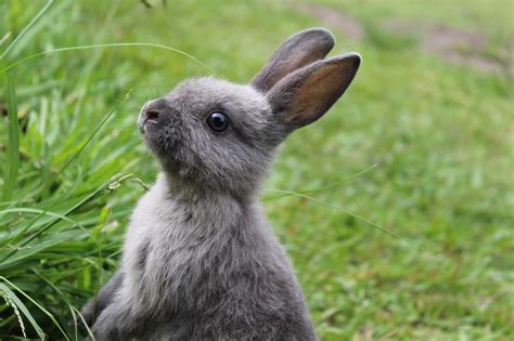 The Strong Connection Between Rabbits and Feelings of Comfort and Security