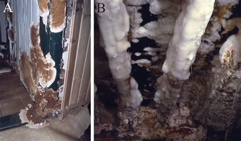 The Structural Decay: A Hazardous Refuge of Deterioration and Fungus