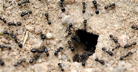 The Structure and Symbolism of Social Organization in Ant Colonies