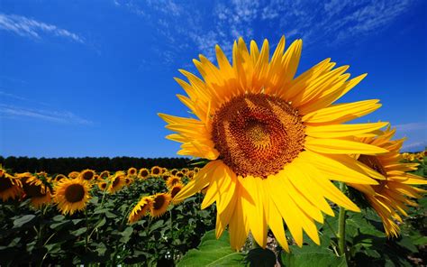 The Sunflower Field: Experiencing the Magnificence of Nature