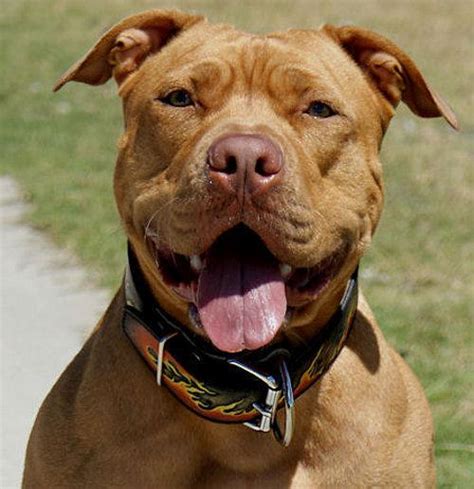 The Surging Popularity and Controversial Discussions Surrounding Pit Bulls