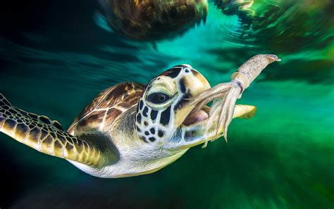 The Surprising Diet of Oceanic Turtles