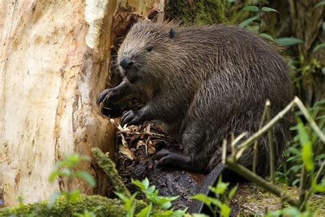 The Surprising Ecological Impact of Beaver Activity