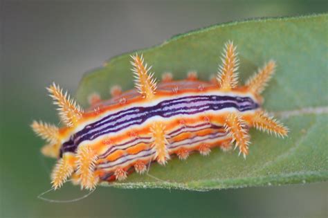 The Surprising Elegance of the Rose Caterpillar