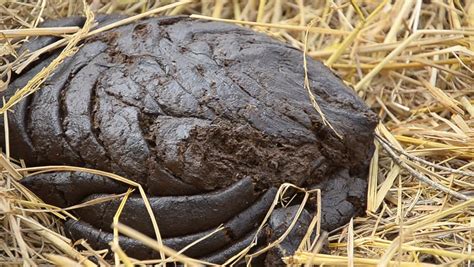 The Surprising Symbolism of Stepping on Bovine Excrement in Dreamland