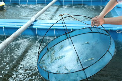 The Sustainability of Shrimp Farming