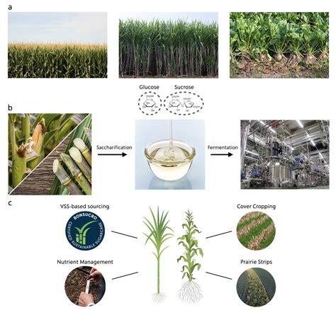 The Sustainable Future of Sugar Beans