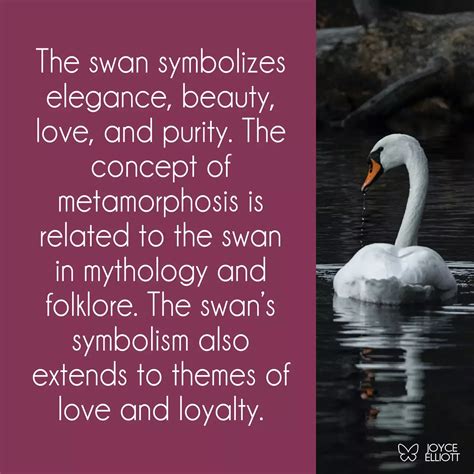 The Swan Symbol: Elegance, Aesthetics, and Metamorphosis