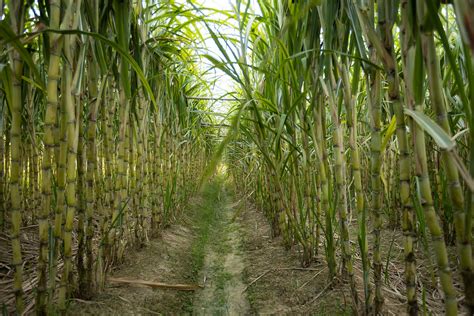 The Sweet Journey: A History of Sugarcane