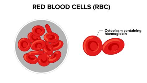 The Symbolic Connection between Red Blood Cells and Passion