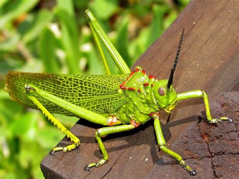 The Symbolic Importance of the Pale Green Locust in Diverse Cultures