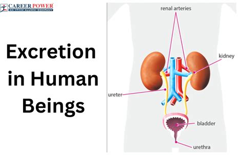 The Symbolic Interpretation of Imagining Excreting in Public