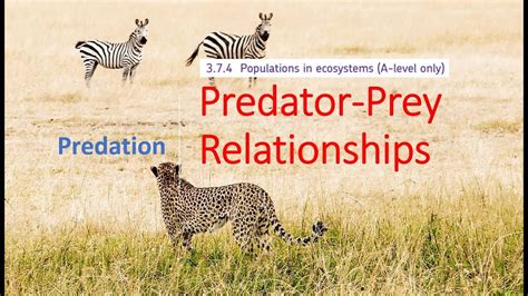 The Symbolic Interpretation of a Pursuing Predator