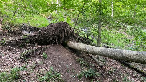 The Symbolic Journey of Uprooted Trees