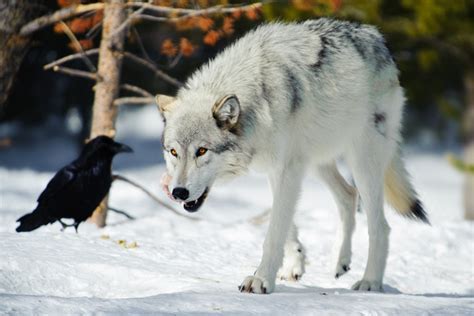 The Symbolic Link Between Wolves and Authority