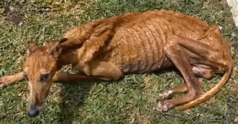 The Symbolic Meaning Behind Dreaming of an Emaciated Canine