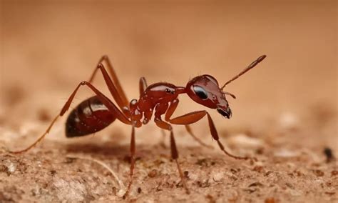 The Symbolic Meaning of Dreaming about Crimson Fire Ants