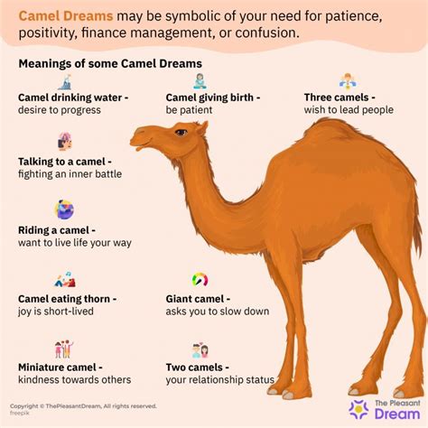 The Symbolic Meaning of Dreaming of a Camel