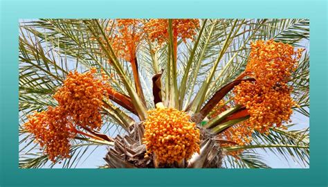 The Symbolic Meaning of Palm Fruit in Dreams