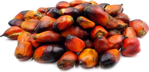 The Symbolic Meaning of Palm Nut Fruit: Signifying Abundance and Prosperity