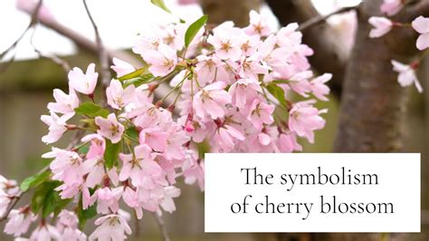 The Symbolic Meaning of Rosy Blossoms