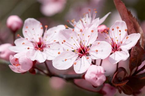 The Symbolic Meaning of Untamed Blossoms in Various Cultures