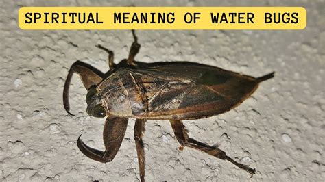 The Symbolic Meaning of Water Bugs