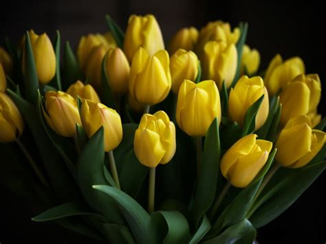 The Symbolic Meaning of Yellow Tulips: Unlocking the Language of Flowers