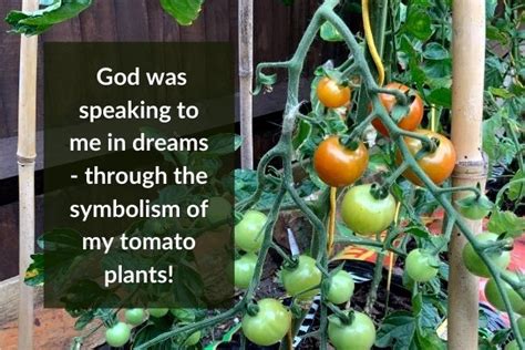 The Symbolic Meaning of a Tomato Plant in Dreams