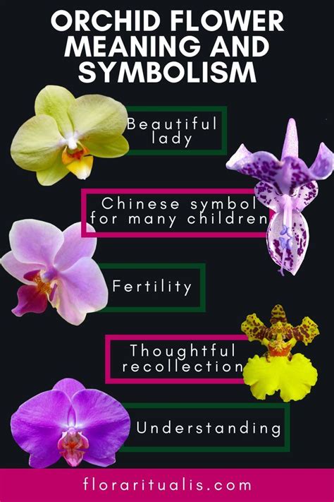 The Symbolic Meaning of the Enigmatic Orchid