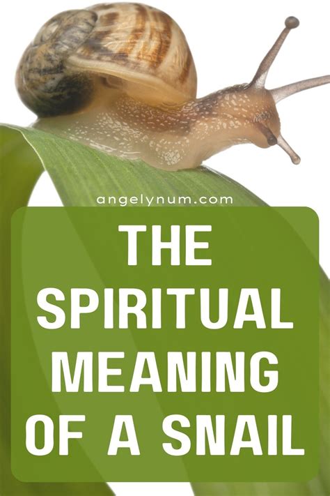 The Symbolic Meaning of the Snail