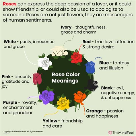 The Symbolic Meanings of Delicate Rose-Colored Hibiscus