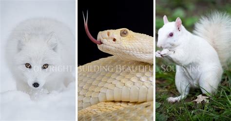 The Symbolic Power of Albino Creatures in Dreams