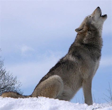 The Symbolic Power of Canis lupus in Oneiric Manifestations