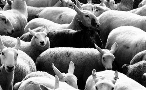 The Symbolic Power of Flock Strays: Exploring the Significance of Sheep in the Realm of Dream Analysis