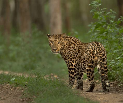 The Symbolic Power of Tigers and Leopards: Exploring Their Cultural Significance