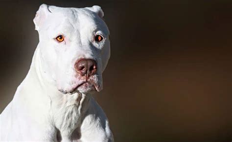 The Symbolic Power of White Pitbulls