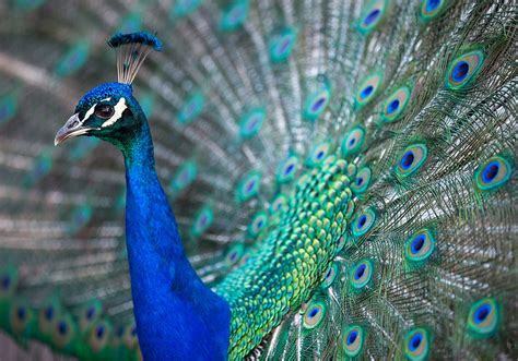 The Symbolic Power of a Peacock: A Divine Connection between Earth and Sky