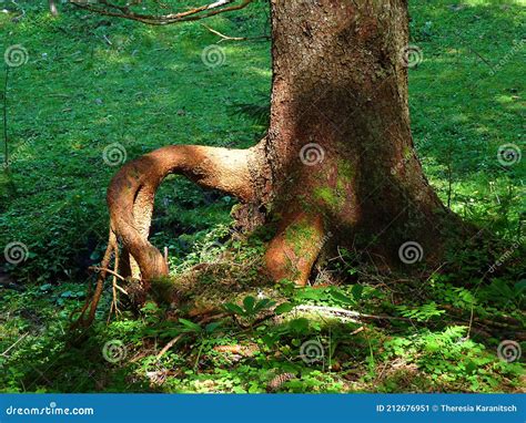 The Symbolic Relationship Between Dreams About Tree Trunks and Rootedness