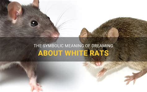 The Symbolic Significance and Analysis of a Rat Nibbling at the Foot while Dreaming