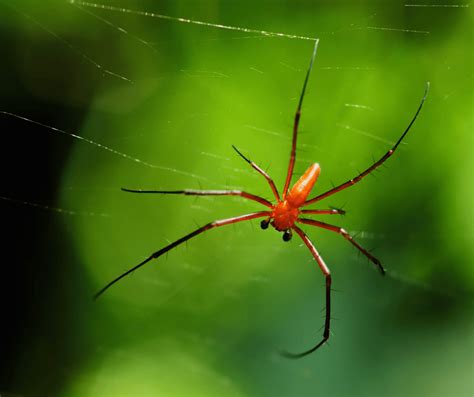 The Symbolic Significance and Interpretations of the Red and Black Spider