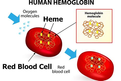 The Symbolic Significance of Crimson Hemoglobin Cells in Dreamscapes