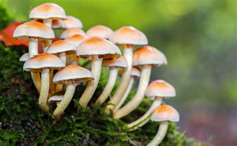 The Symbolic Significance of Fungi in Dreams