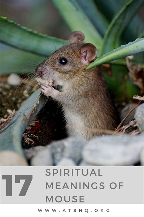 The Symbolic Significance of Mice Embracing New Life