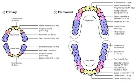 The Symbolic Significance of Mobile Anterior Dentition