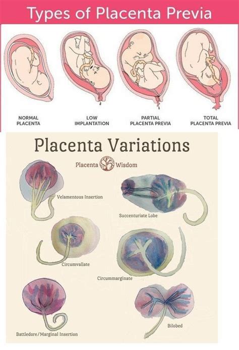 The Symbolic Significance of Placenta in Varied Cultural Contexts