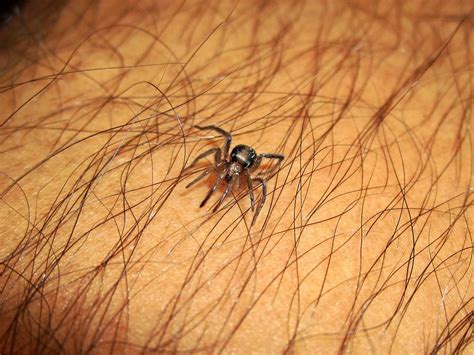 The Symbolic Significance of Spider Bites on the Hand