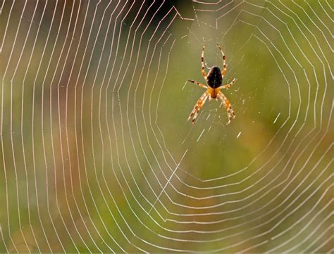 The Symbolic Significance of Spiders in Dreams: Unraveling the Web of Meanings